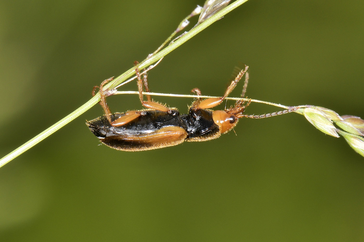 Carabidae: Diachromus germanus?  S